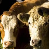 With the difficulty in the Middle East, the cost of everything is rising; everything except beef, that is!