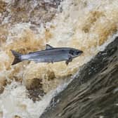 For the 2026 season, no blue tags will be issued, meaning all rivers in Loughs Agency's area will operate on a catch-and-release basis until June 1