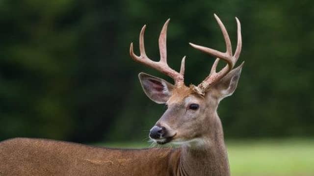 There are no signs indicating that there are deer in the area, according to local Councillor John Sheamais Ó Fearraigh