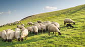 Over 2,900 sheep farmers in Donegal will benefit from the allocation