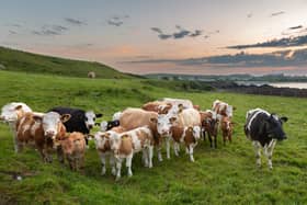 This calm herd of cows and calves at Malin Head