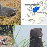 The breeding sites for Red-throated Diver is under pressure from foxes and mink