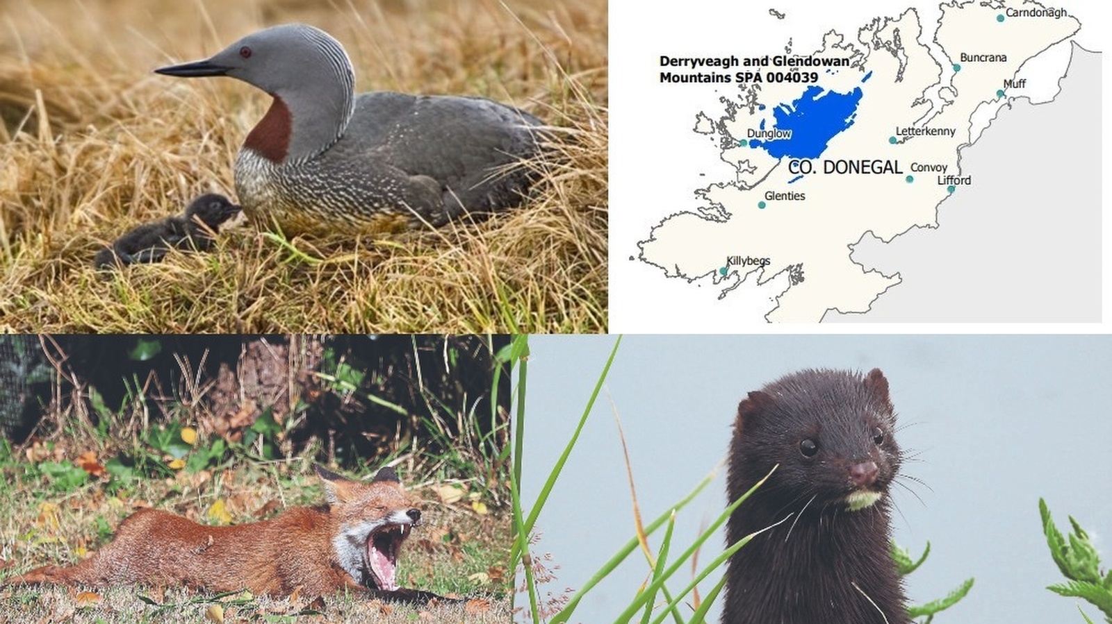Fox and mink cull planned to protect rare bird in the Donegal hills