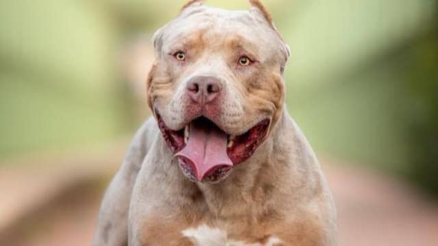 Two XL Bully dogs surrendered in Donegal