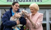 National Ploughing Association MD Anna May McHugh  views her namesake lamb at the 2024 launch. Photo: Alf Harvey