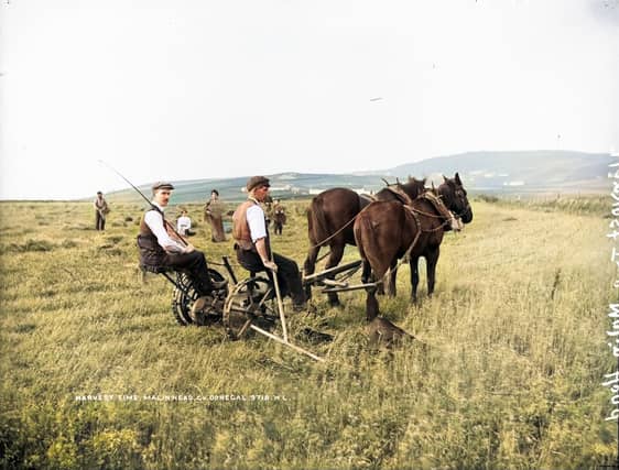 A horse-drawn reciprocating-blade mower "in action near Malin Head" Ballygorman, Co. Donegal. Photographer: Probably Robert French of Lawrence Photographic Studios, Dublin Date: Late 1890s.