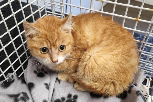 Two rescued kittens arrived at new home via helicopter