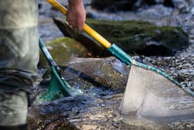 Fishery Officers are at work in a tributary on the River Finn today as they investigate a substantial fish kill