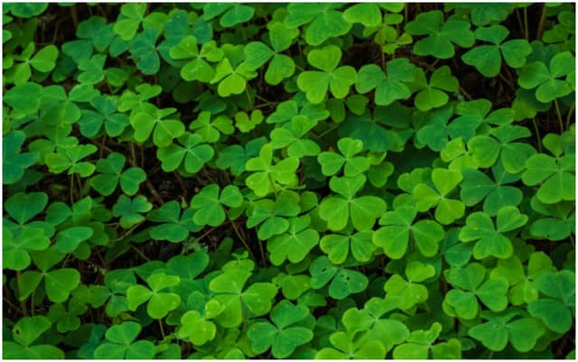 We can all learn a lot of lessons from the humble clover