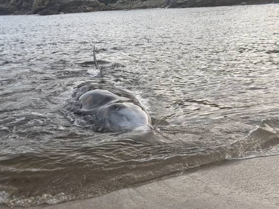 The emaciated whale at Downings. PHOTO IWDG/Facebook