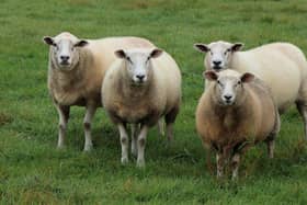 Over 14% of country's sheep recorded as being in Donegal