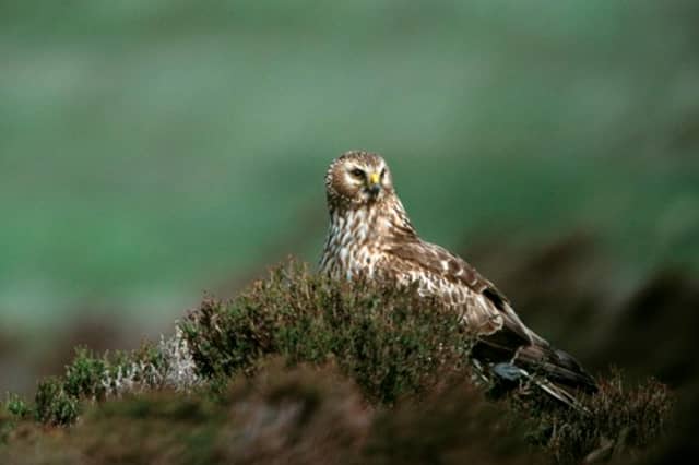 The Hen Harrier