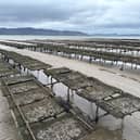 A file pic of oyster trestles on the foreshore