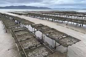 A file pic of oyster trestles on the foreshore