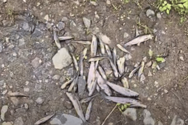 'The death of 150 juvenile salmon is deeply concerning,' Cllr Joy Beard