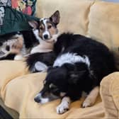 Jackson has a fantastic life with his new family