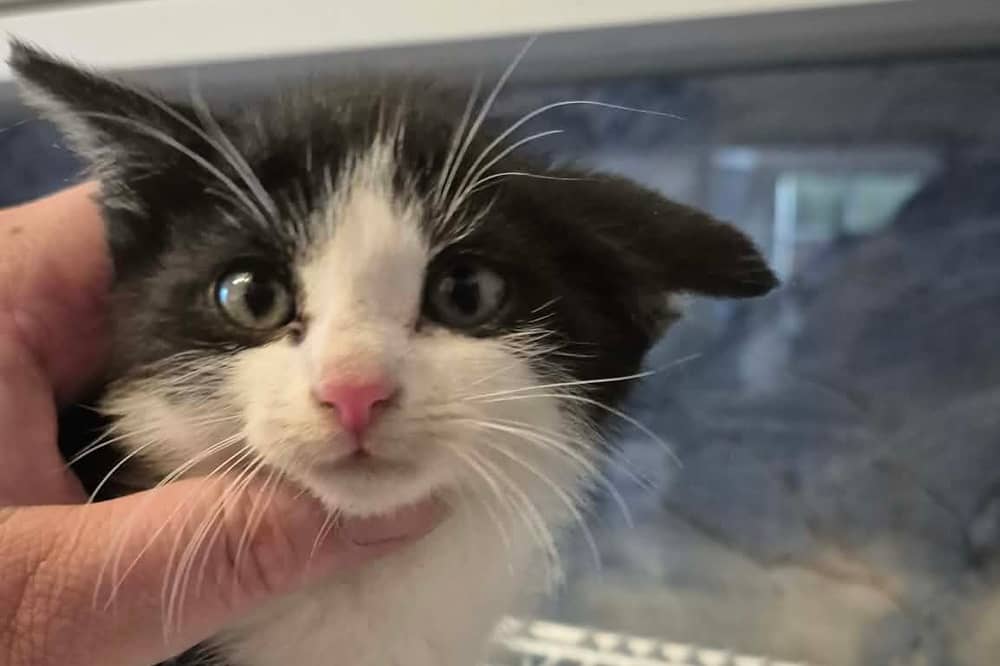 Mango fell from a car engine in Ramelton
