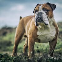 Council hears ‘If you can not house yourself, how can you house a dog?’
