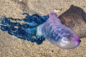 The Portuguese Man o' War 