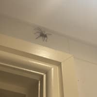 Giant spiders are weaving a web of trouble in Donegal homes