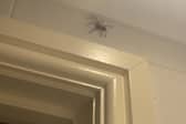 Sightings of giant house spiders are common at this time of year - but don't worry, they're not as scary as they look!