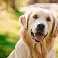 Paw and order as Council cracks down on unlicensed Donegal dogs