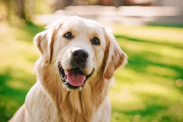 Dog owners across Inishowen are being reminded to ensure their pets have a valid licence, as Donegal County Council issues hundreds of notices warning of potential €150 penalties for non-compliance.
