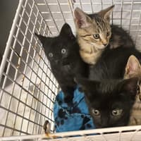 Five kittens in Donegal looking for a home