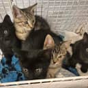 The five kittens are looking for a home 