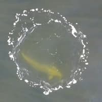 Watch: Extremely rare sighting of a beluga whale at Donegal Bay