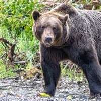 Wild Ireland ‘achieved the impossible’ through five-year rescue