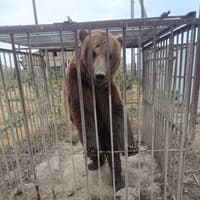 Five-year rescue mission brings caged Russian bears to Inishowen
