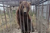 Tyapa in the small cage in Russia