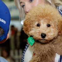 Castlefinn pup makes it to national puppy awards