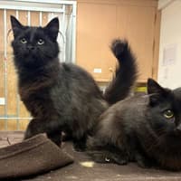 Animals in Need: Special home sought for Cosmo and Comet