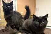 Big kittens Cosmo and Comet are looking for a special home together 