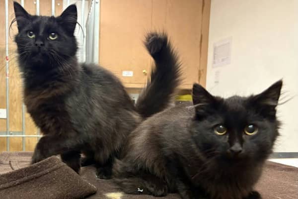Big kittens Cosmo and Comet are looking for a special home together 