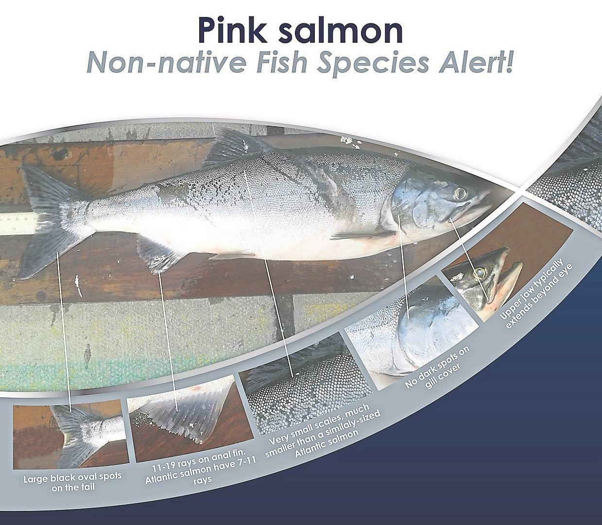 Public urged to keep an eye out for Pacific salmon seen in ...