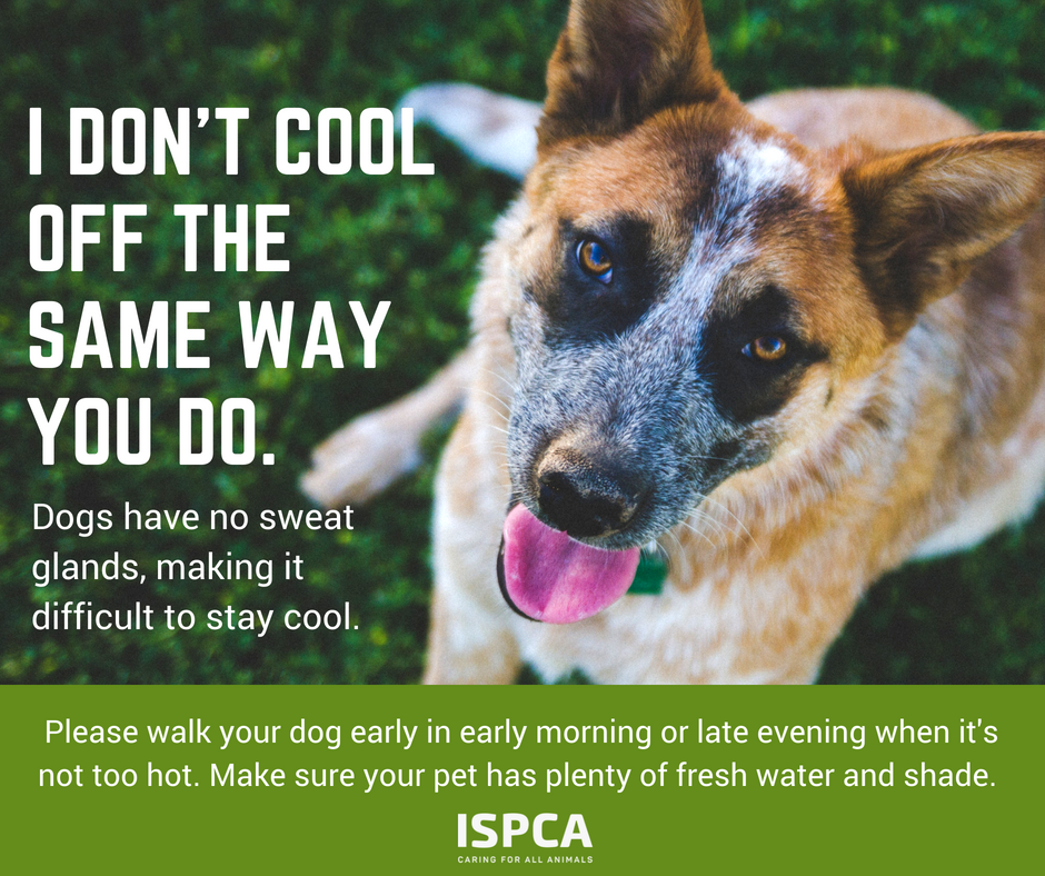 Should Dogs Be Out In Hot Weather