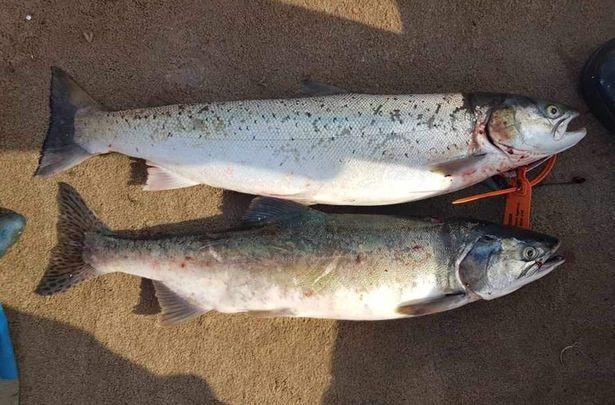 Donegal anglers urged to report any sightings of Pacific pink ...
