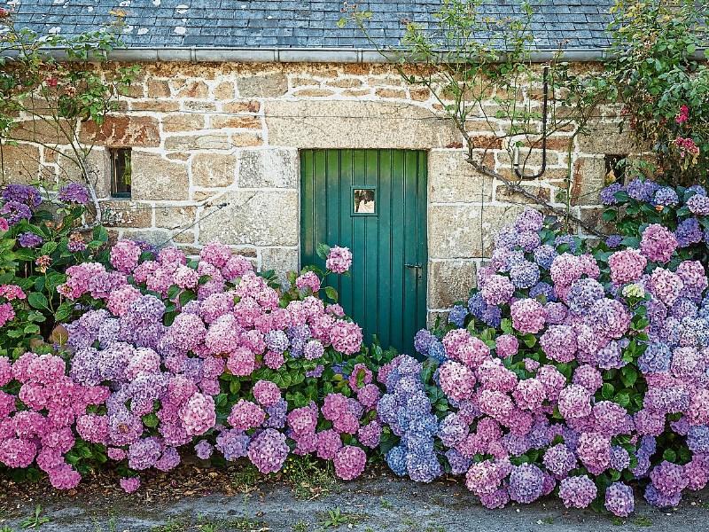 Image of Row of purple romance hydrangeas in garden