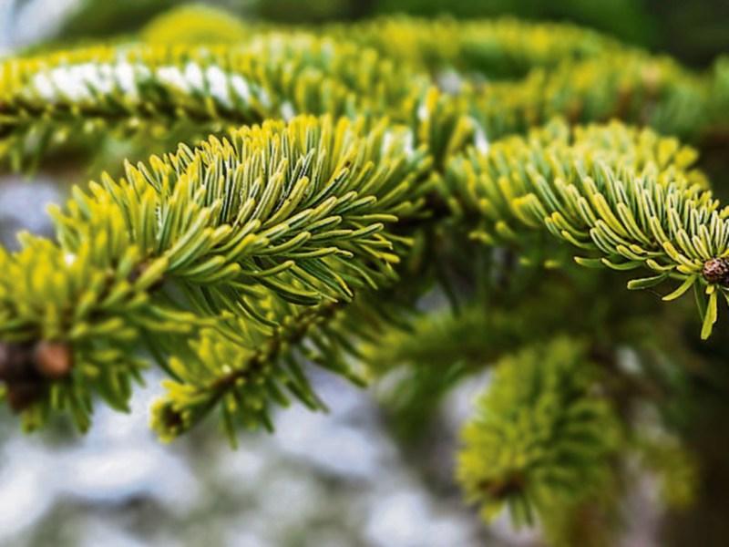 Udall Park Christmas Tree Recycling 2022 How To Recycle Your Natural Christmas Trees In 2022 - Donegallive.ie