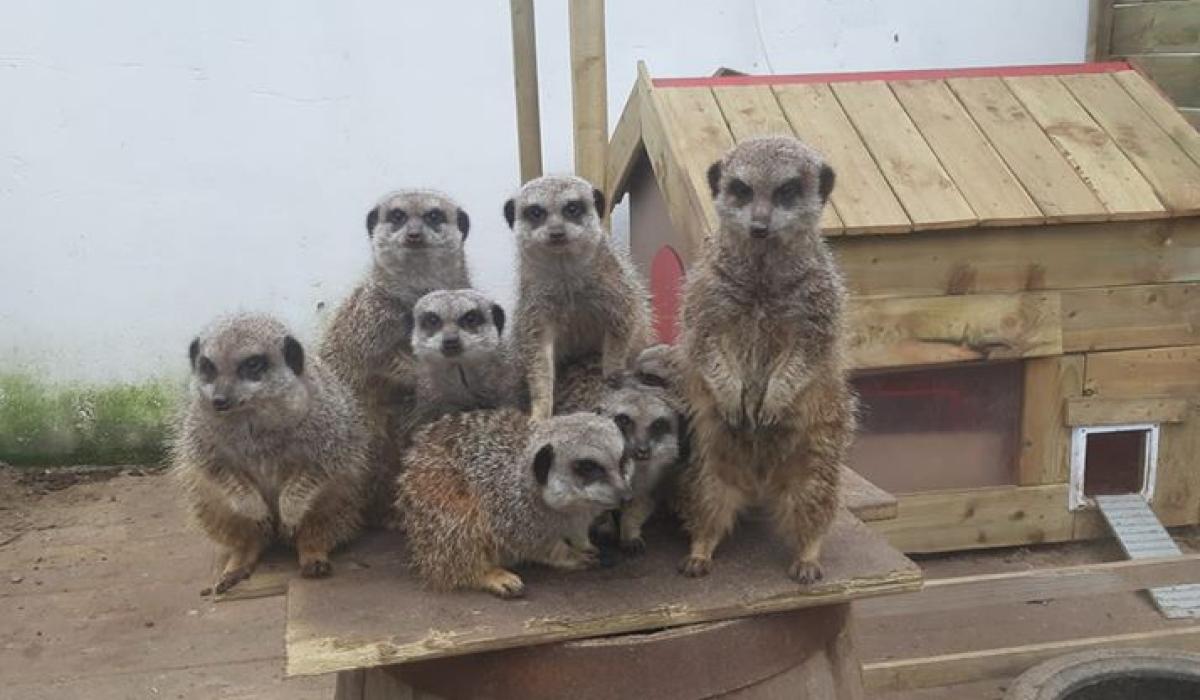 Errigal View Pet Zoo is open to the public once again Donegal Live