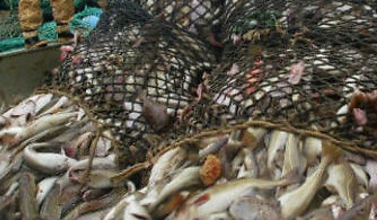 Department to allocate herring quota this year - Donegal Live