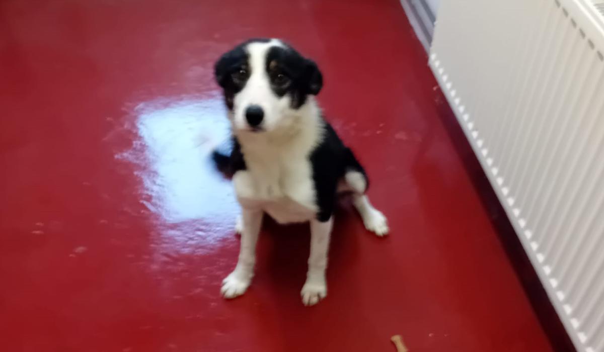 Could you offer one of these beautiful collies from Donegal Dog Pound a home? Page 1 of 9