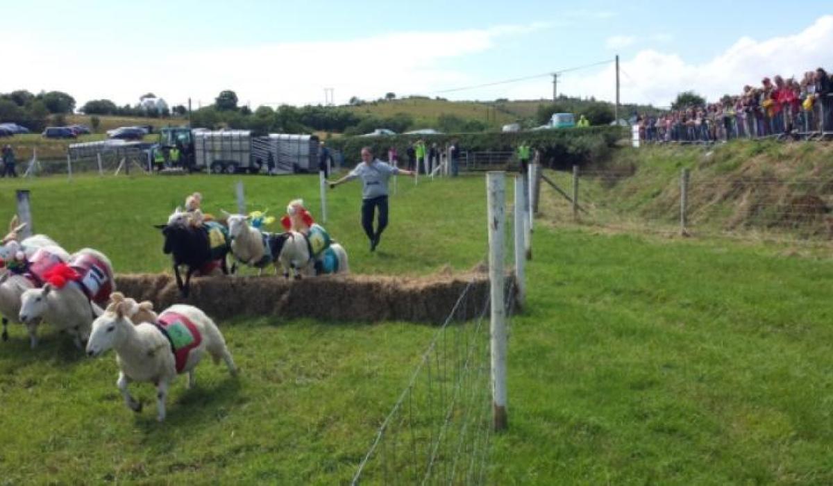 The Leghowney Sheep Races coming to a field near ewe! - Donegal Live