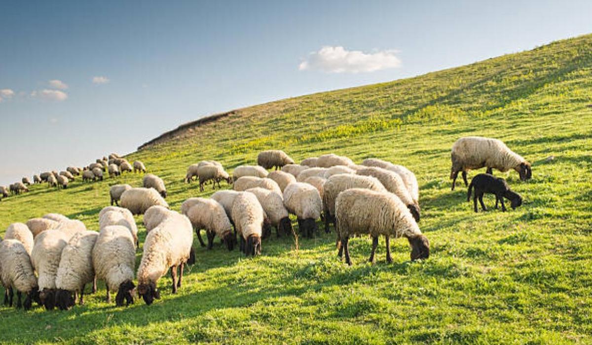 Over €2.7 million allocated for Donegal sheep farmers under welfare scheme
