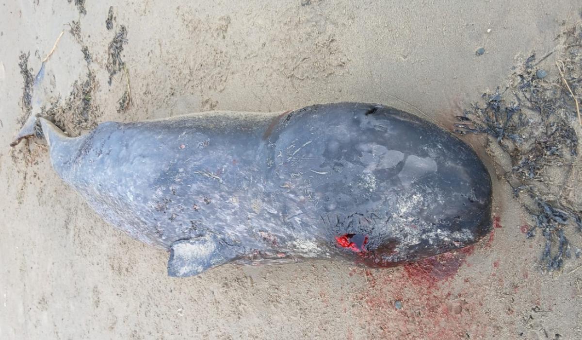 Whale species never before recorded in Ireland washes up on Inishowen beach