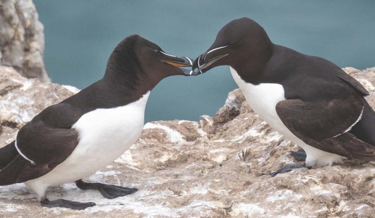 The slow-fading of Ireland's kitchen door calendar tradition