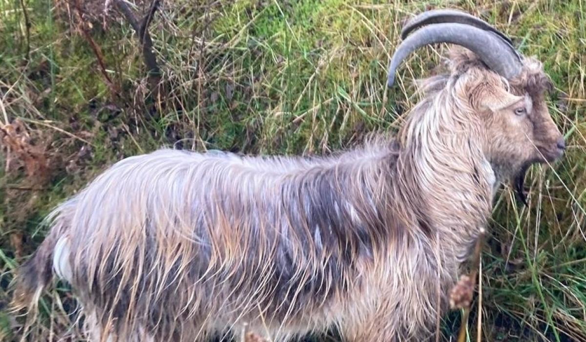 Animals in Need Donegal appeal to find owner of missing goat